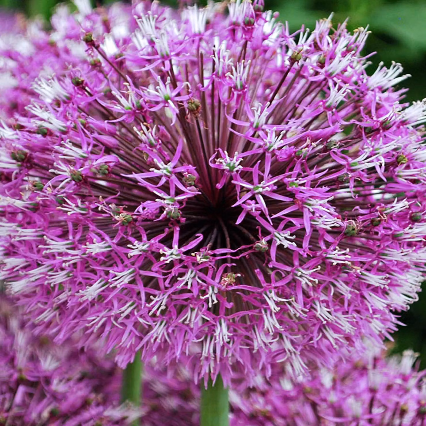 Bulbi da fiore Bulbi Porro ornamentale Allium Early Emperor 1 pz.