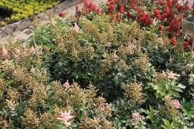 6 x Astilbe (j) 'Europa' - Prachtspiere - Topf 9 x 9 cm