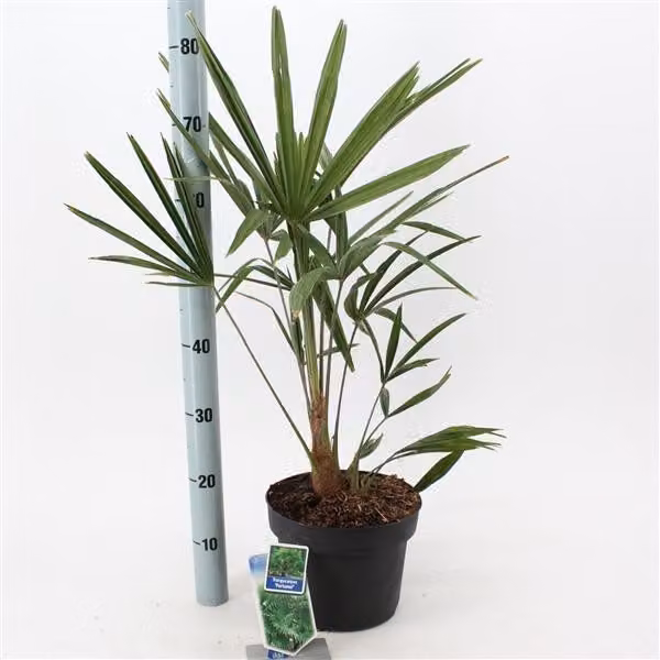 Palma della canapa cinese 70-100 cm Trachycarpus fortunei