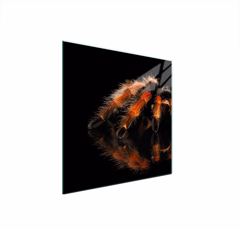 Piastra Di Protezione In Vetro Per Spider Herd 50X52