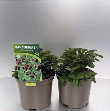 6 x Sanguisorba 'Proud Mary' - Pimpinelle - vaso 9 x 9 cm