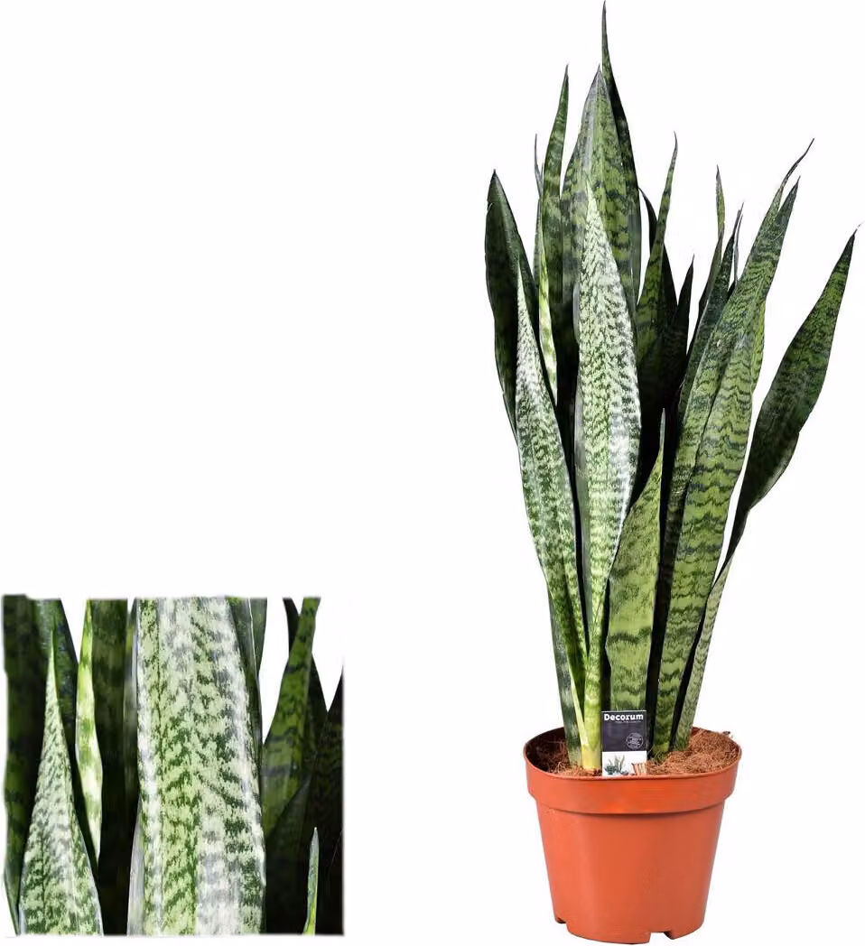 Sansevieria zeylanica 40 cm Bow hemp better indoor air houseplant
