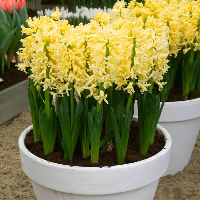 Bulbi di giacinto, resistenti al freddo, perenni - Yellow Queen - 15 bulbi - Bulbi profumati - 3 colori - Piante provenienti dall'Olanda - Adatti per giardino, vaso o terrario (bulbi di grandi dimensioni, senza semi)