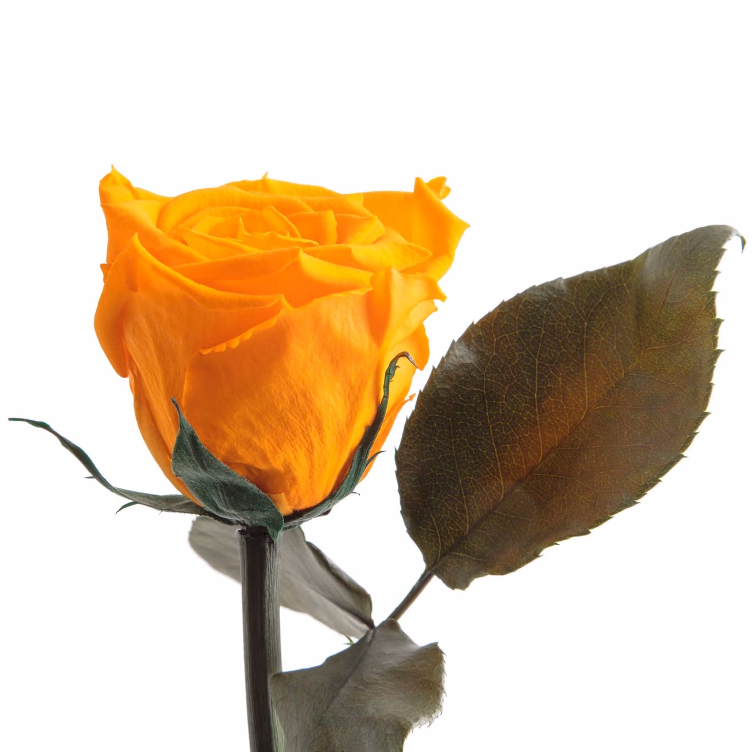 Rosemarie Schulz, rosa eterna conservata, colore giallo, altezza 45-50 cm