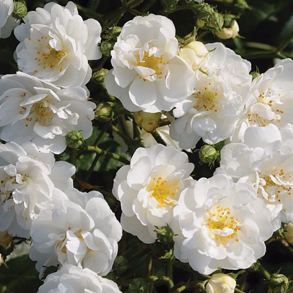 Rosa - Rosa rampicante - Rosa 'Guirlande D'Amour'