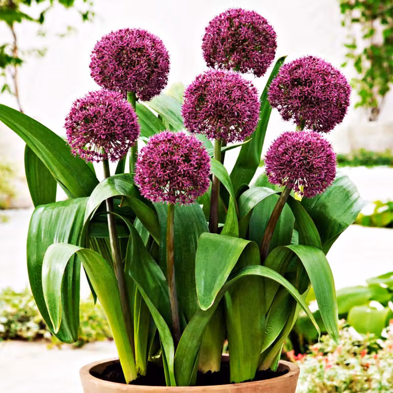 Bulbi da fiore Bulbi Porro ornamentale Allium Ostara 1 pz.