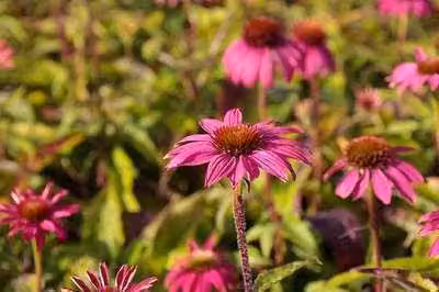 6 x Echinacea purp. 'Pow Pow Wildberry' - Sonnenhut - Topf 9 x 9 cm