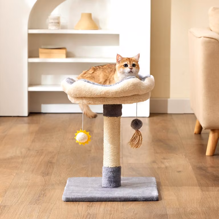 Albero per graffiare compatto, ideale per gattini e piccoli gatti - altezza 51 cm - colore grigio