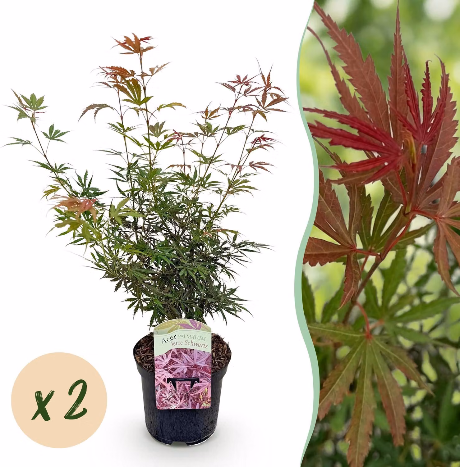 Pianta da terrazza - Acero giapponese - Acer palmatum Jerre Swarts - Rosso scuro - 2 Piante - Deciduo - 60-70cm - Ø25cm - Pianta da giardino