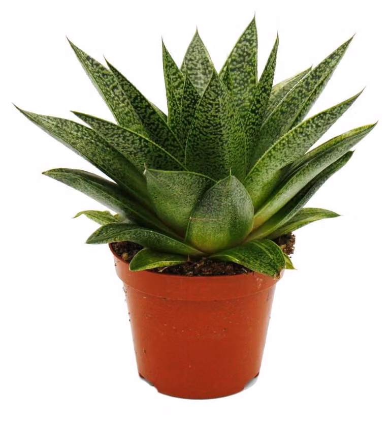 Succulenta - Gasteria D Tiga - Gasteria - 8,5 cm in vaso