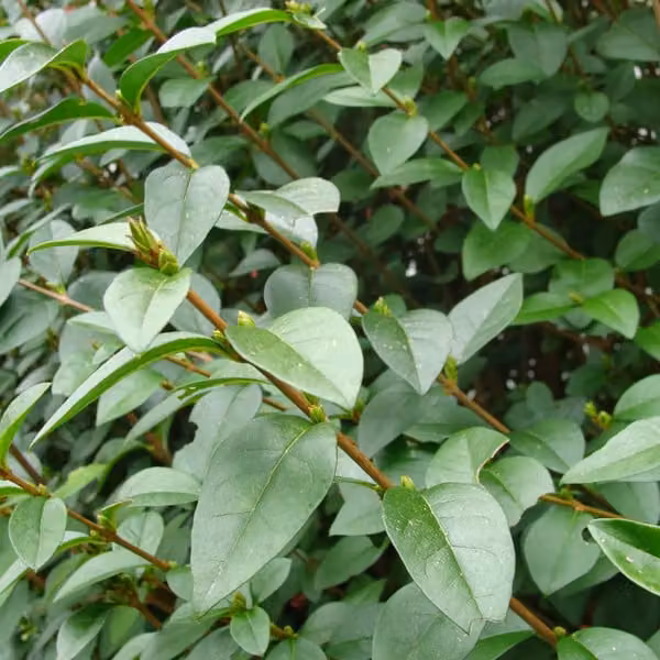 2 piante di ligustro ovalifolium (Ligustrum ovalifolium) | Altezza: 60-80 cm, coltivate in vaso