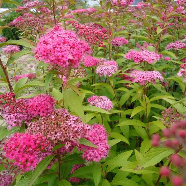 Spirea giapponese 'Anthony Waterer' | Altezza: 40-50 cm, in vaso