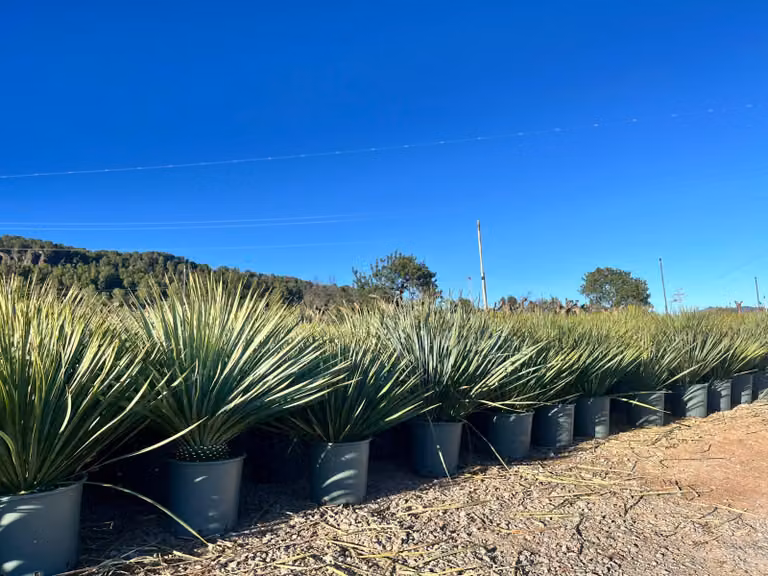 Sunny Tree - Yucca Rostrata - Palma - 70 centimetri - Palma resistente - Palma giglio