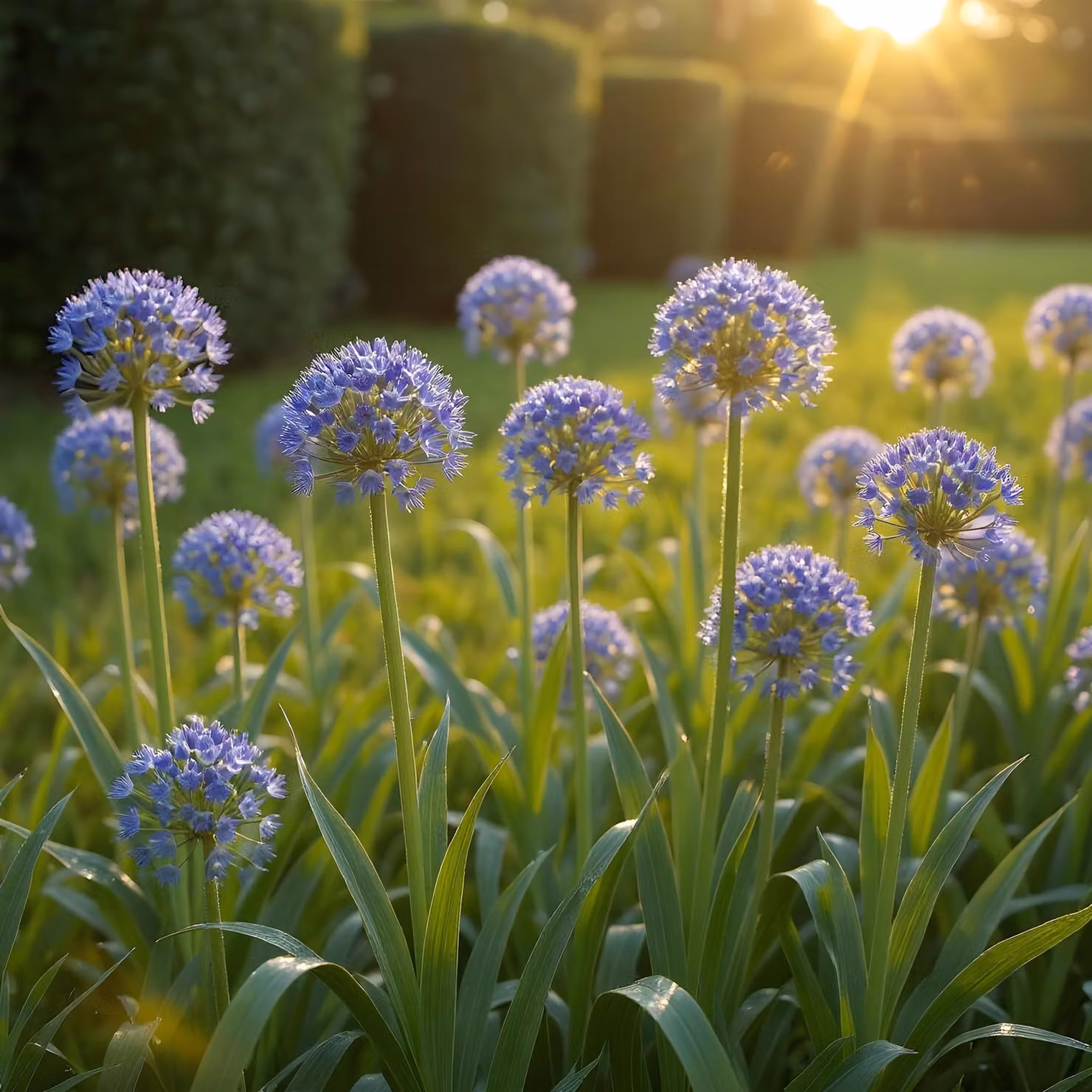 Bulbi da fiore Exotenherz - Porro ornamentale Allium Caeruleum Blu (40 pezzi) - Diametro 4-5cm