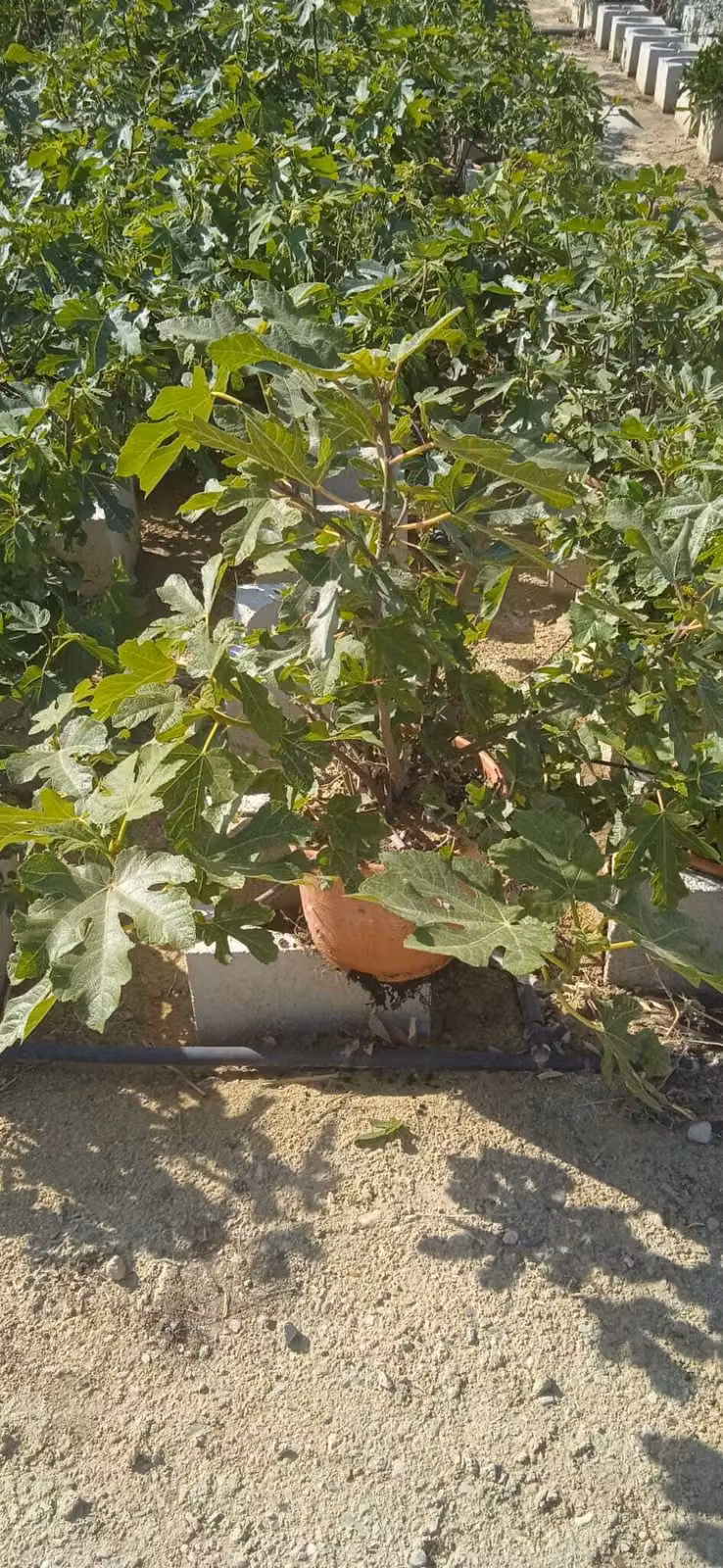 Fico 'Brown Turkey' cespuglio 5 litri vaso 50-80 cm - Ficus carica 'Brown Turkey' - varietà medio-precoce