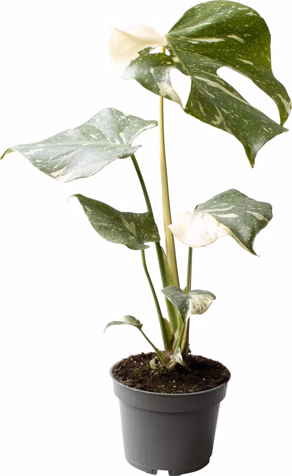 Monstera Thai Constellation circa 40 cm - Splendore di una pianta squisita per la vostra casa