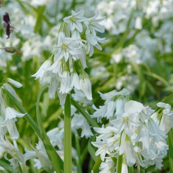 Bulbi da fiore Bulbi Porro ornamentale Allium Triquetrum 3 pz.
