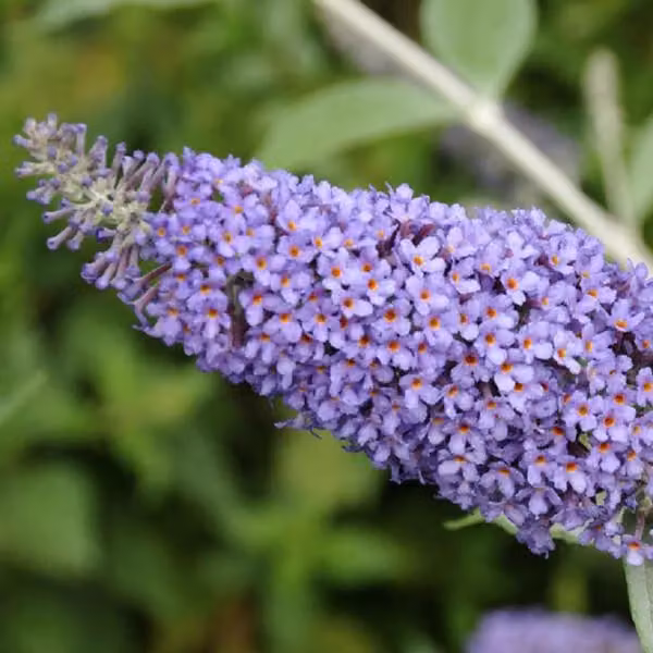 2 piante di buddleja (Sommerflieder) - varietà 'Lochinch' | altezza 40-60 cm, in vaso