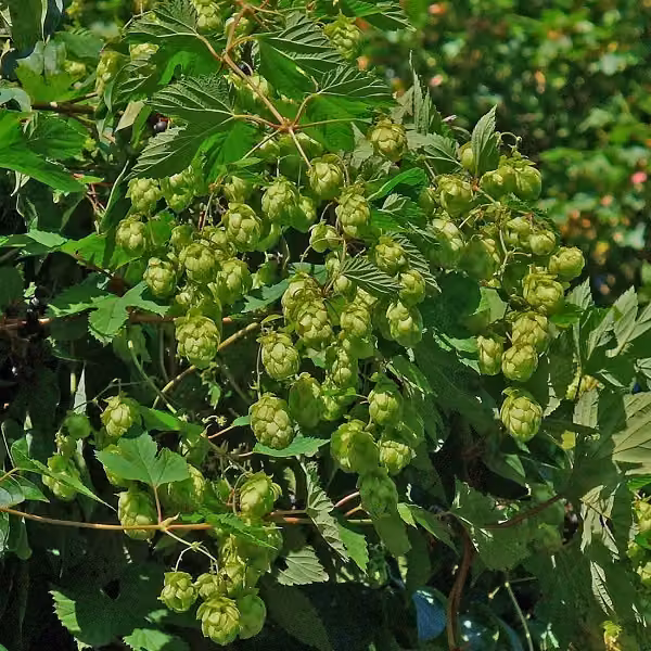 6 piante di Humulus lupulus 'Magnum', in vaso da 9x9 cm