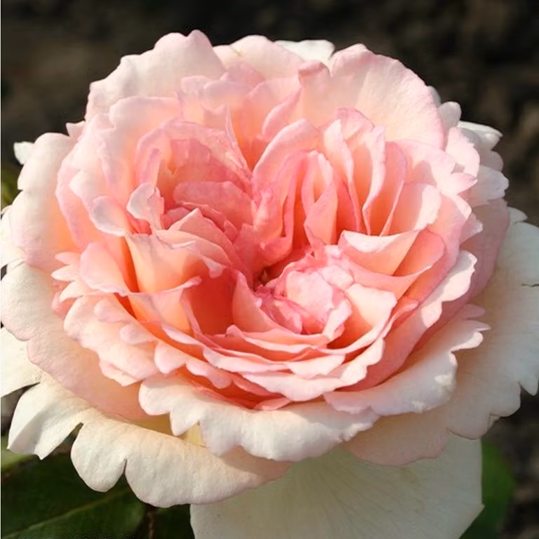 Rosa - Kordes Eleganza® Rose - Rosa 'Souvenir De Baden-Baden'®