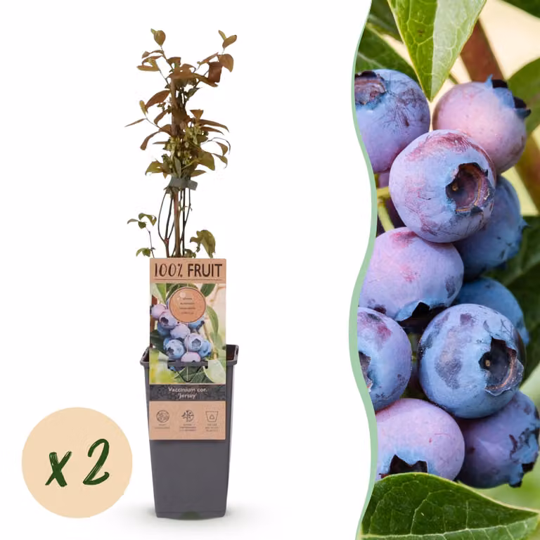 Vaccinium corymbosum Jersey - Mirtillo - Hardy - Mirtillo - 2 piante - 40-50cm - Ø15cm - Pianta da giardino