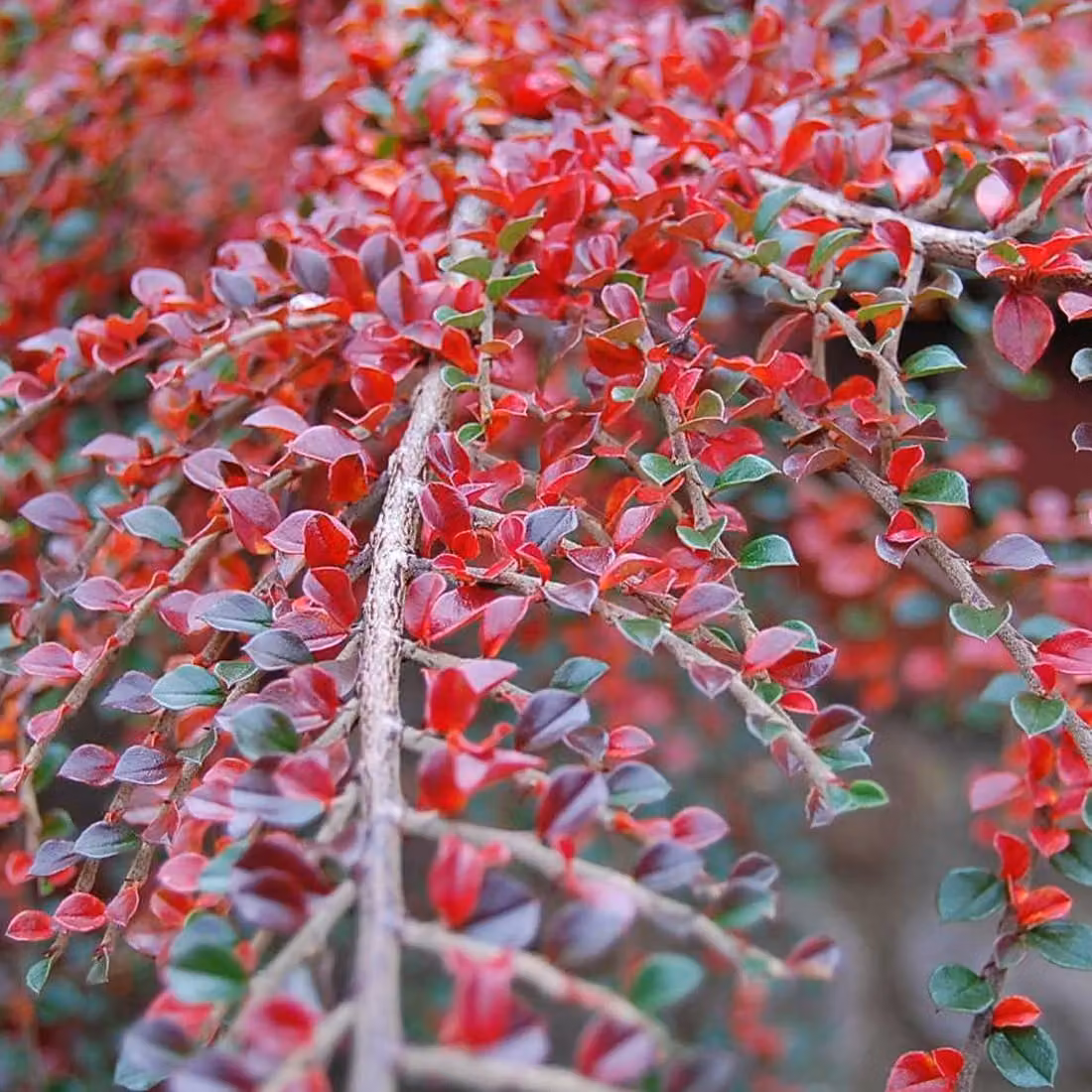Cotoneaster orizzontale a cespuglio compatto | 50-60 cm in vaso