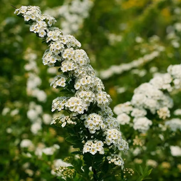 2 piante di spirea giapponese - *Spiraea nipponica* 'Snowmound' | Altezza: 30-40 cm, coltivate in vaso