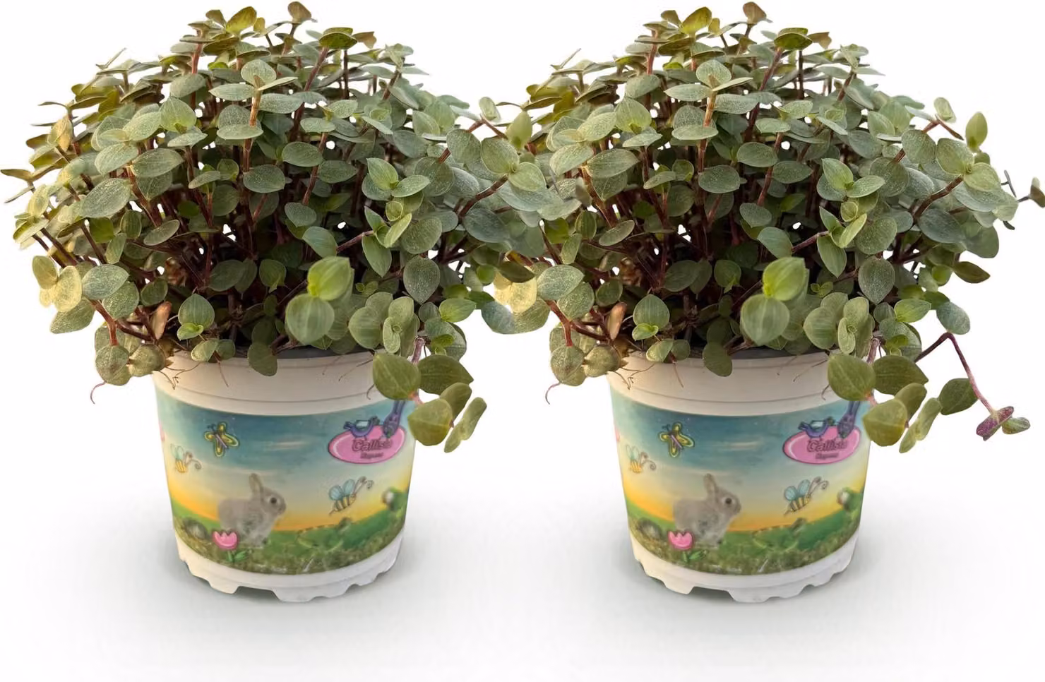 Callisia repens rampicante, set di 2 piante, Ø12cm, altezza 17-20cm, decorativa