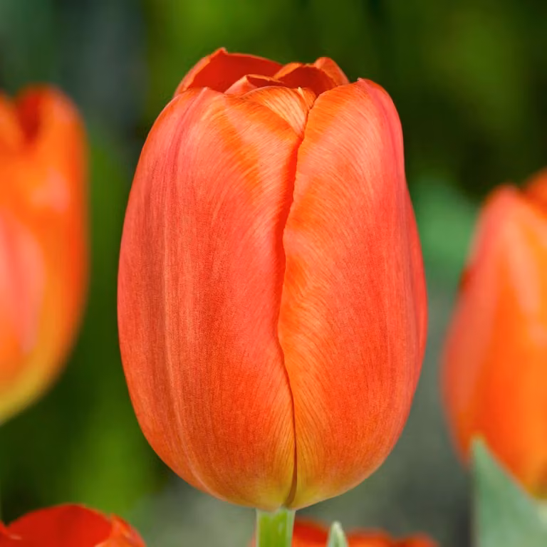 Bulbi di tulipano resistenti al freddo, perenni - "Orange Passion" - 25 bulbi - Piante vere provenienti dall'Olanda - Tulipani per giardino, vasi e balcone (bulbi grandi, senza semi, non artificiali)