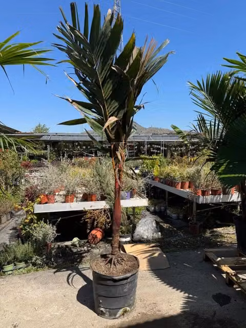 Palma tropicale Areca vestiaria con vaso inclusa da Vivaio Garden Forest, Altezza: 200 cm, Diametro vaso: 45 cm – 1