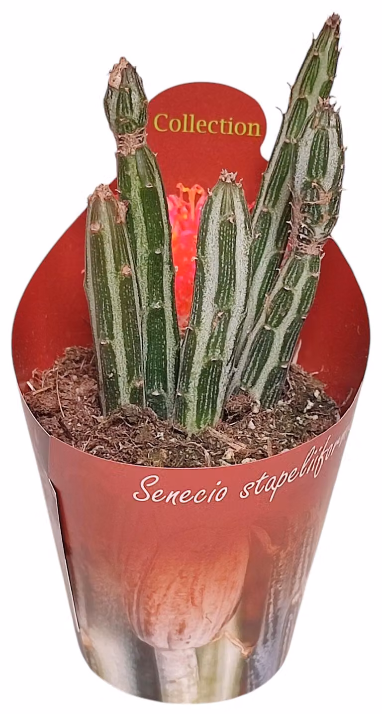 Senecio stapeliformis - Suculenta a bastoncini di zucchero - Rarità - 6,5cm Topf - 15cm hoch