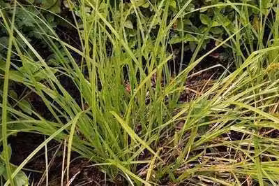 6 x Carex elata ('Stricta') - Carice alta - vaso 9 x 9 cm