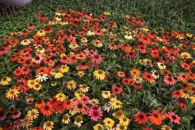 6 x Echinacea purp. cheyenne Spirit' - Echinacea - Vaso 9 x 9 cm