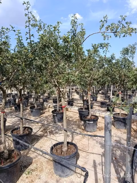 CRATAEGUS AZAROLUS ALB.55 1/2 FUSTO CRF.18/20