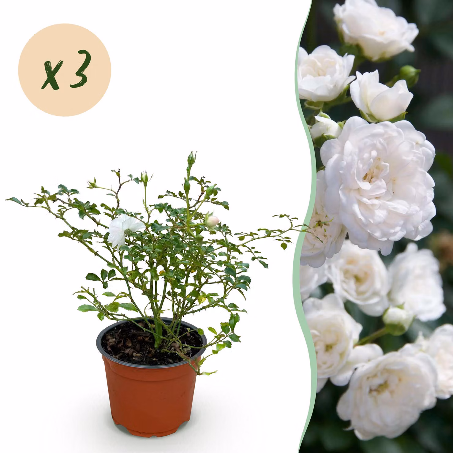 Rosa da giardino - Rosa White Fairy - Rosa rustica - Bianca - 3 piante - 20-30cm - Ø12cm - Pianta da giardino