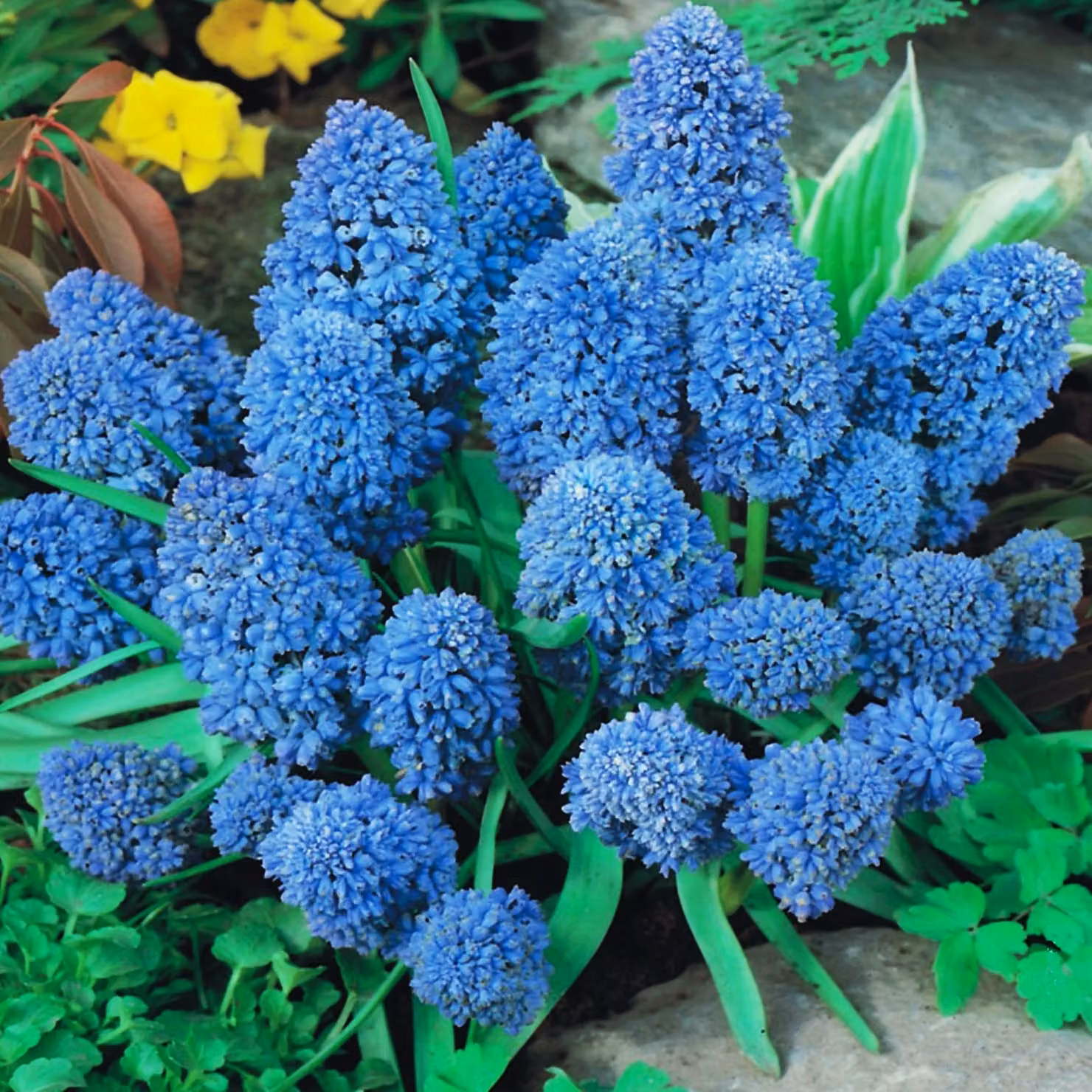 Bulbi di fiori di Muscari Bulbi di fiori di giacinto d'uva Spike blu 10 pz.