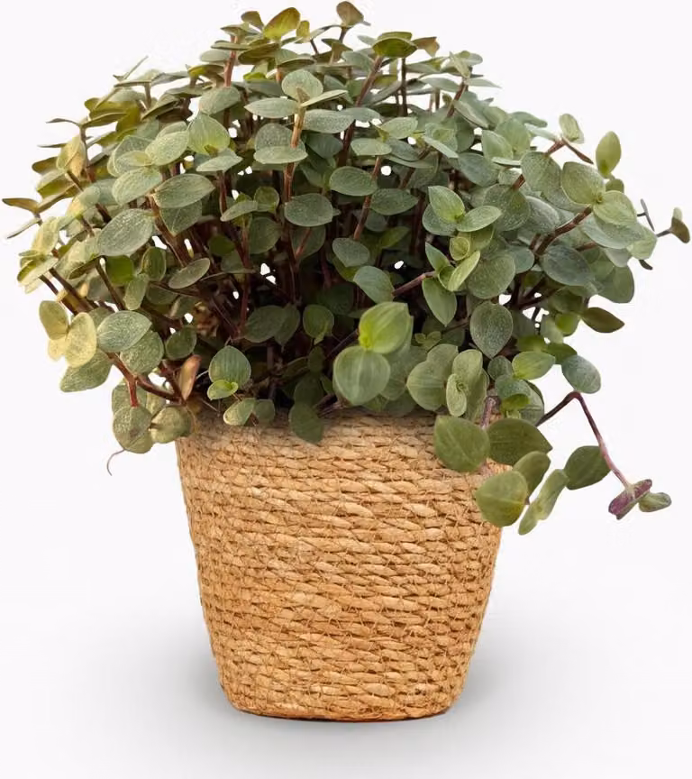 Calissia repens, pianta da appartamento con vaso a cesto Ø12cm, altezza