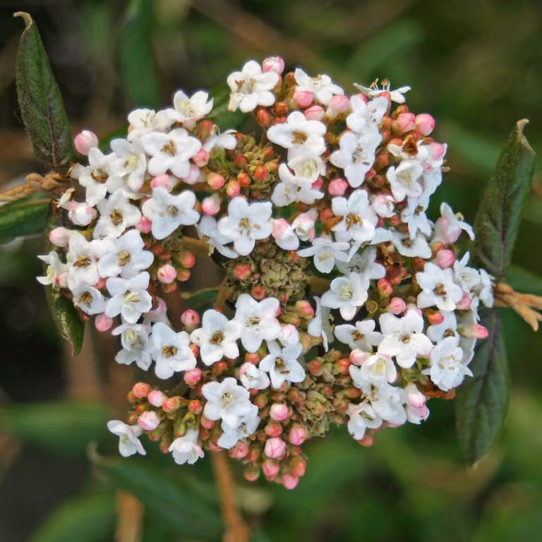 Ostereschneeball - Viburnum burkwoodii 'Anne Russell' | 50-60 cm in vaso