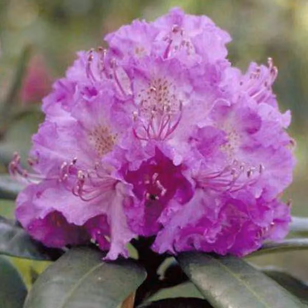 Rhododendron 'Alfred' | 40-50 cm, in vaso
