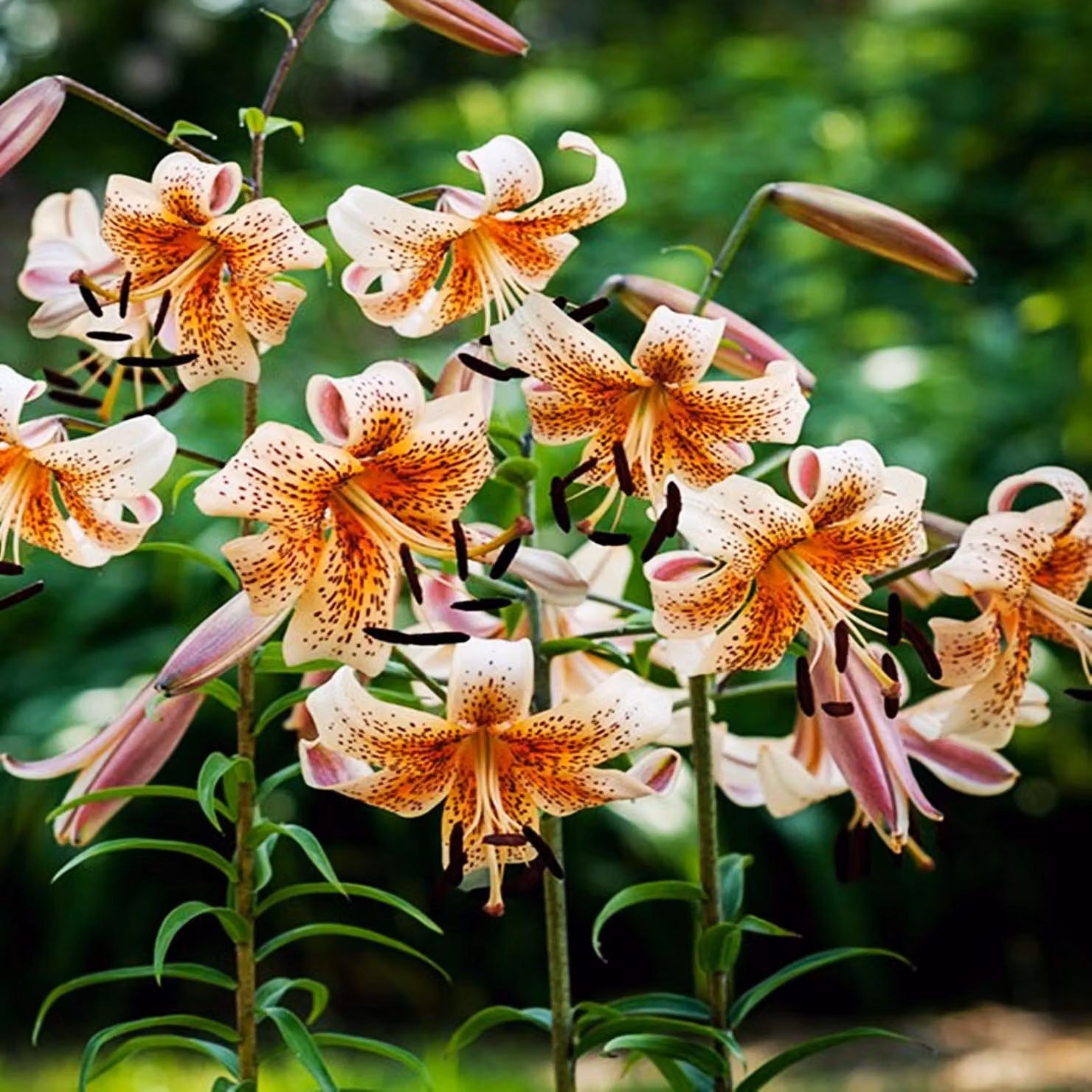 Gigli Bulbi da fiore Fiori Giglio tigrato Bambini tigrati 1 pz.