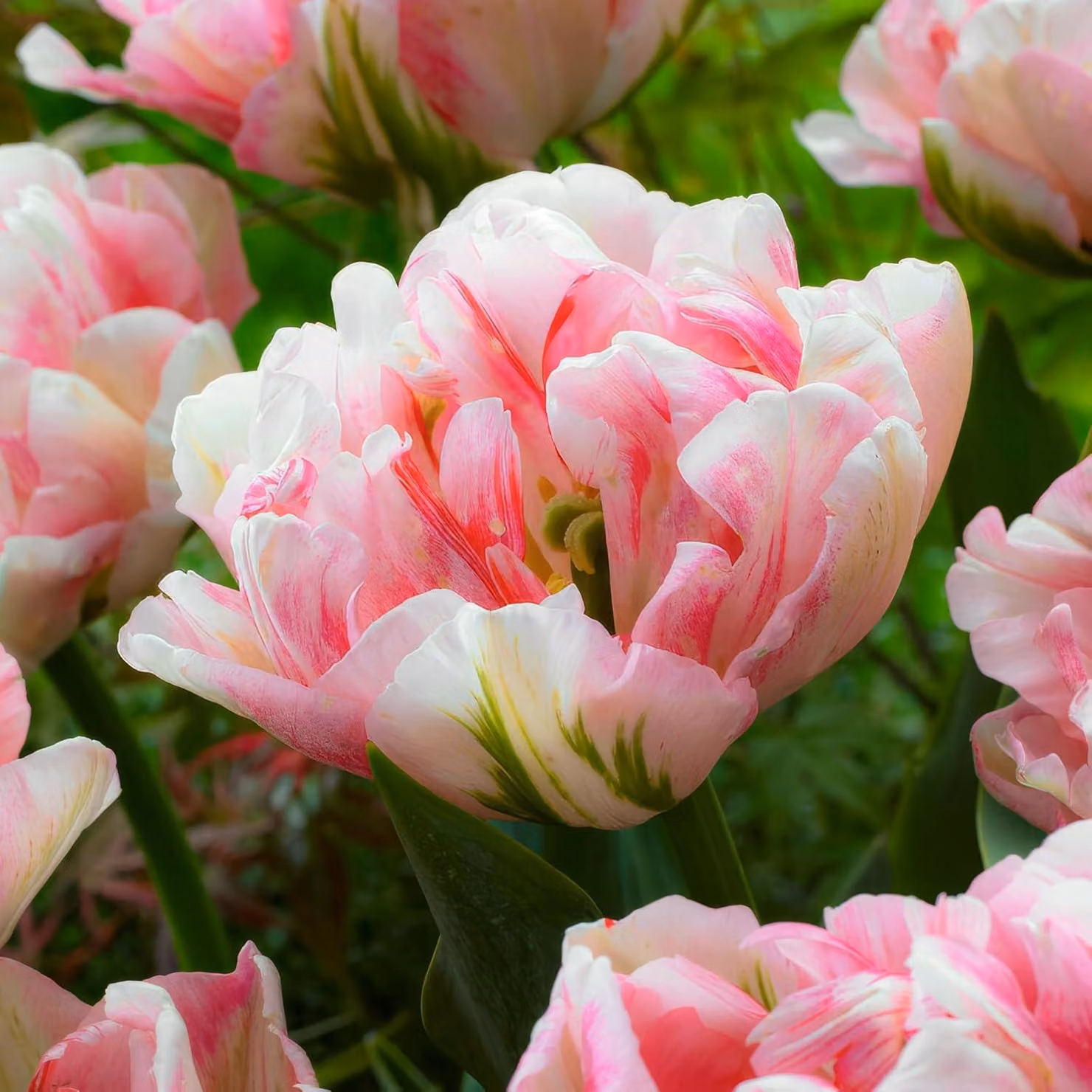 Bulbi di tulipano resistenti al freddo, perenni, in tonalità pastello - 25 bulbi - Piante vere provenienti dall'Olanda - Tulipani per giardino, vasi e balcone (bulbi grandi, senza semi, non artificiali)