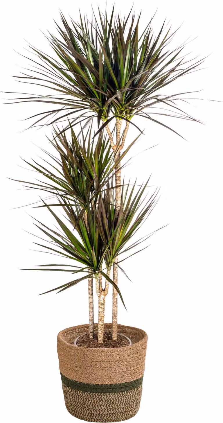 Dracaena Marginata Magenta con cesto in vimini - Altezza 130-150cm - Ø24cm