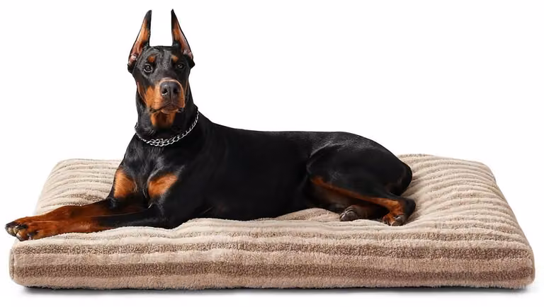 Cuccia per cani, taglia XXL, 121x75x11 cm, colore marrone, lavabile, ortopedica, antiscivolo