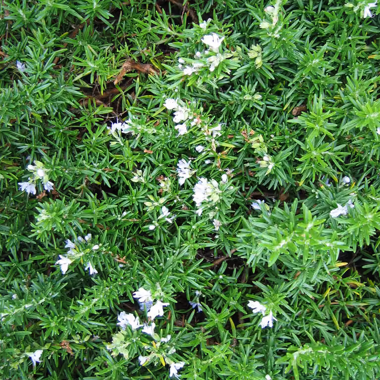 2 piante di rosmarino 'Prostratus', con portamento strisciante - Rosmarinus officinalis | altezza: 20-30 cm, in vaso
