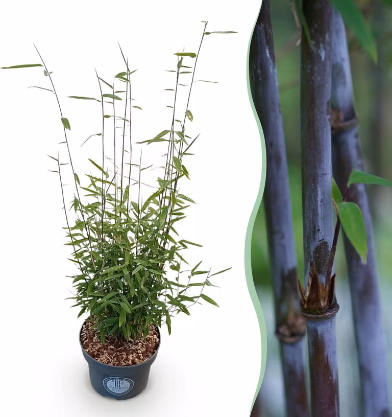 Erbe - Fargesia nitida Black Dragon - Non invasivo Bambù - Sempreverde - 70-80cm - Ø23cm - Pianta da giardino