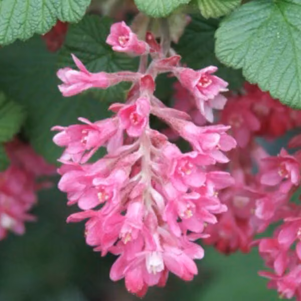 2 piante di ribes (Ribes sanguineum 'King Edward Vii'), altezza 50-60 cm, in vaso