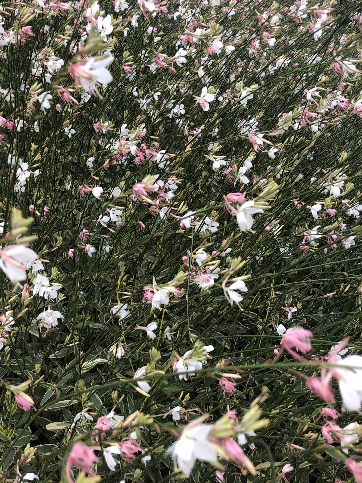 6 x Gaura lindh. 'Corrie's Gold' (= oenothera lindh.) - magnifica candela - vaso 9x9 cm