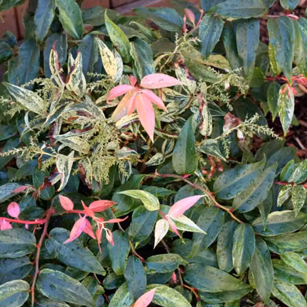 2 piante di Leucothoe fontanesiana 'Rainbow' (Traubenmyrte), in vaso, altezza 20-30 cm