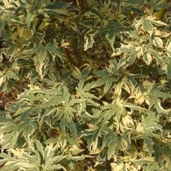 Acero giapponese 'Butterfly' (Acer palmatum 'Butterfly') | 40-60 cm in vaso