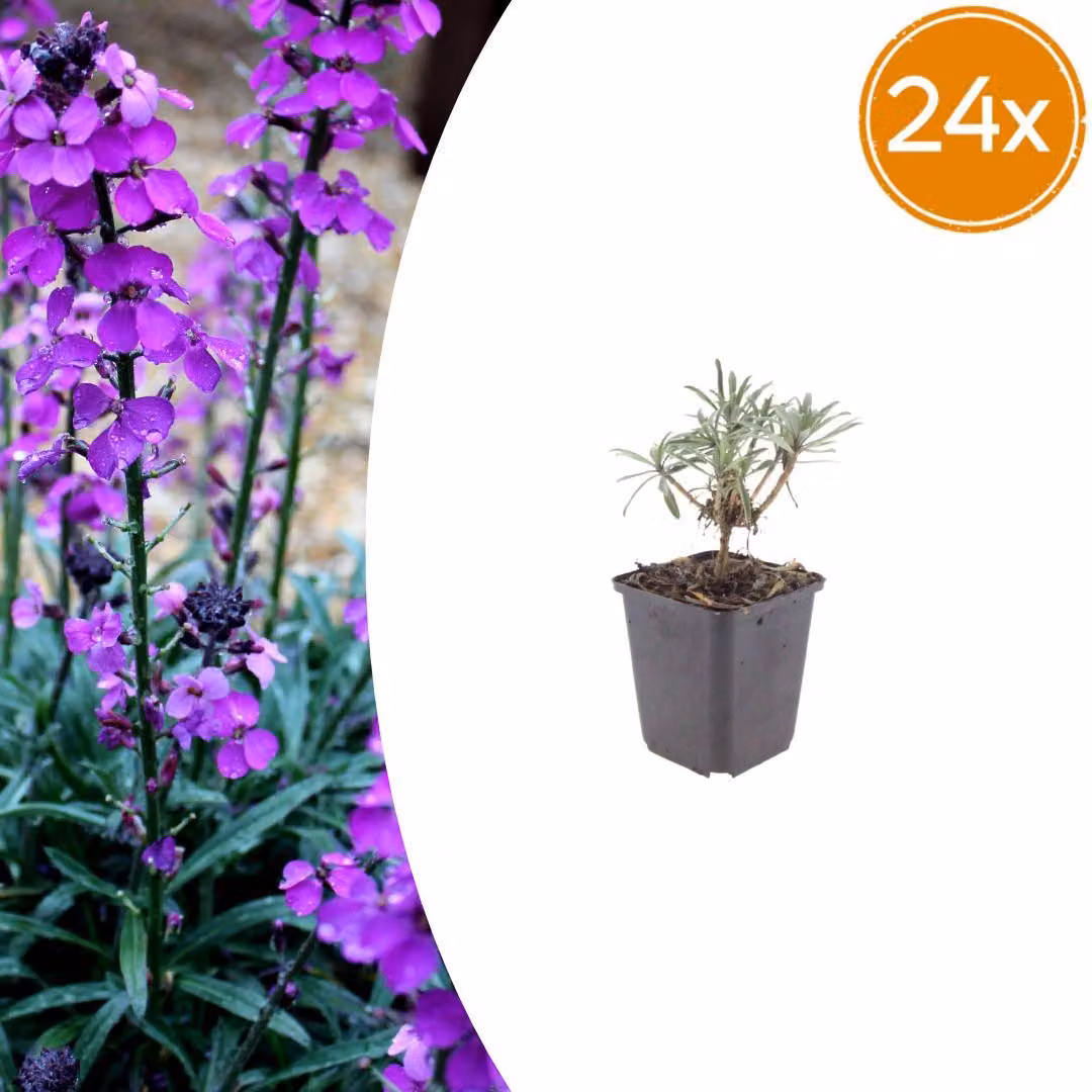 Erysimum 'Bowles' Mauve' | 24 pezzi - 10-25cm - Ø9cm - Pianta da giardino